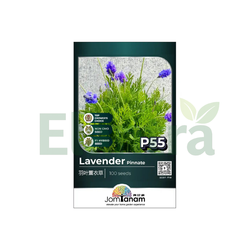 P55 LAVENDER PINNATA
